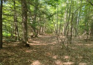 Brattleboro Retreat-E. Orchard Land